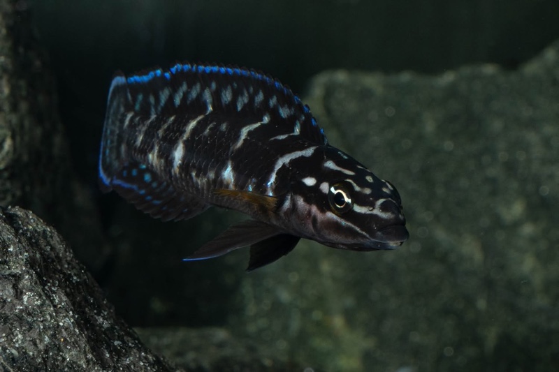 Julidochromis sp. 'transcriptus tanzania' Molwe